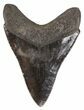 Serrated, Blue-Grey Megalodon Tooth - Georgia #52798-2